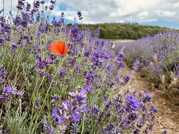 Close-up of purple flowering plants on field