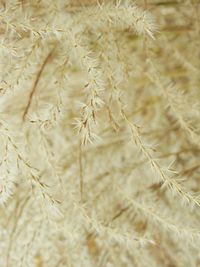 Close-up of wheat plants