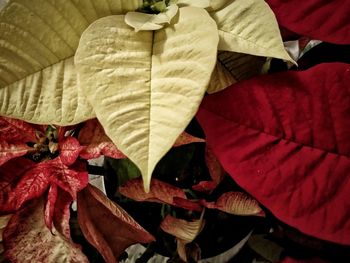 Close-up of red flowering plant