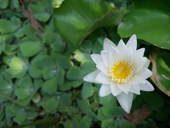 Close-up of white flowering plant