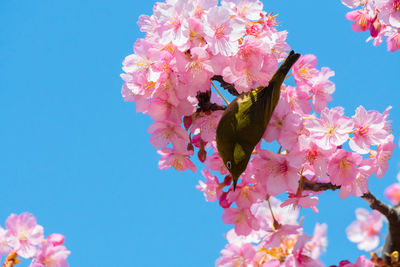 Close-up of butterfly pollinating on pink flower