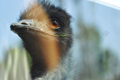 Close-up of an animal