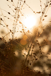 Close-up of plants against sunset sky