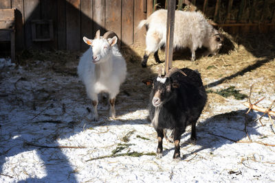 Goats in the paddock. black and white goats on the farm on a frosty winter day