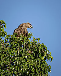 Close up image of black kite bird sitting on top of tree.