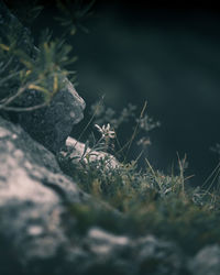 Close-up of moss on rock