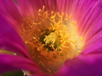 Close-up of pink flower