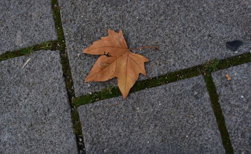 High angle view of maple leaf on sidewalk