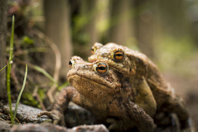 Close-up of lizard