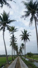 Palm trees against sky