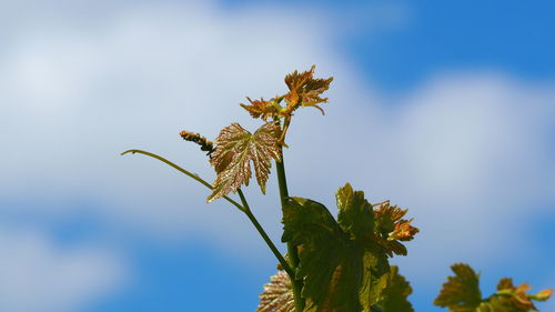 Low angle view of plant against sky