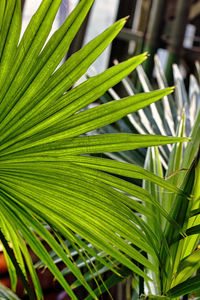 Close-up of palm tree leaves