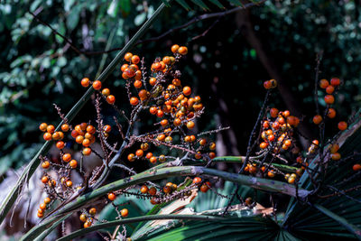 Close-up of orange berries on tree