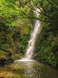 Scenic view of waterfall in forest