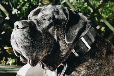 Close-up of a dog looking away