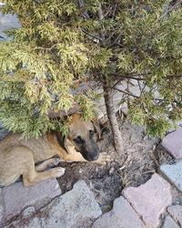 High angle view of dog relaxing on plant