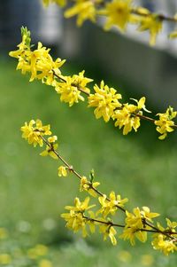 Close-up of yellow flowers blooming in park