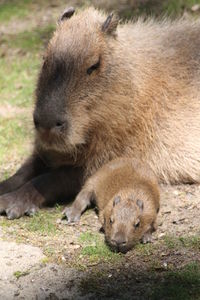 Close-up of capybara with baby