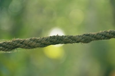 Close-up of rope on tree