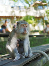 Monkey sitting outdoors