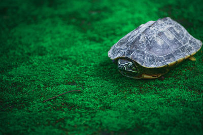 Close-up of a turtle in the ground