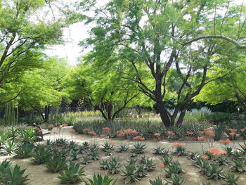 Scenic view of flowering plants and trees in park