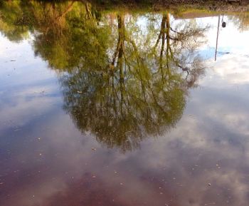 Reflection of trees in water