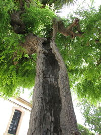 Low angle view of tree