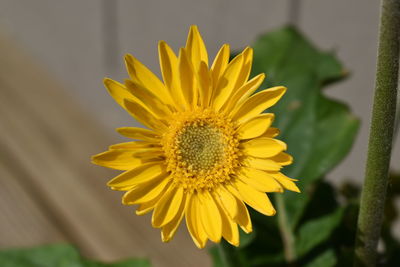 Close-up of yellow flower