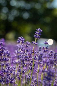 Close-up of purple flowering plant