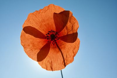 Close-up of yellow flower against clear blue sky