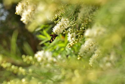 Close-up of bee pollinating on flower