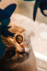 Close-up portrait of a cat