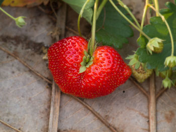 Close-up of strawberry
