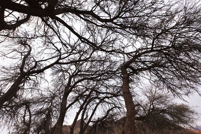 Low angle view of bare trees against sky