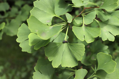 Close-up of insect on plant