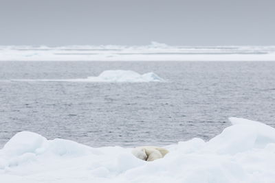 Polar bear sleeping on ice by sea against sky
