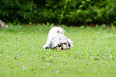 Dog looking away on field