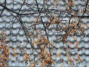 Close-up of bare tree during winter