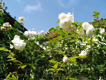 Low angle view of white flowers blooming on tree