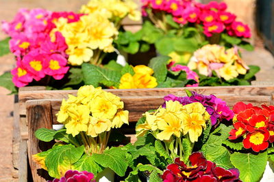 High angle view of various flowers on bouquet