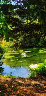 Scenic view of lake in forest