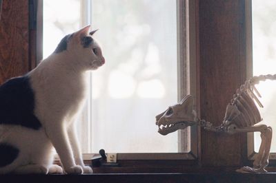 Cat sitting on window sill