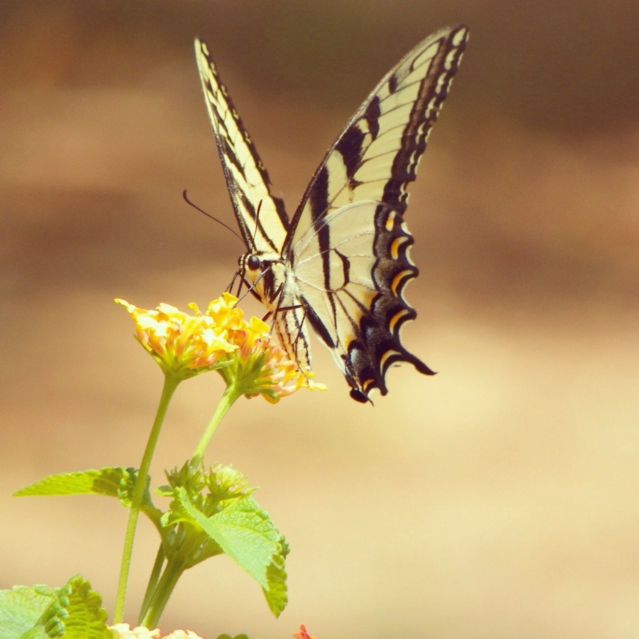 North Carolina