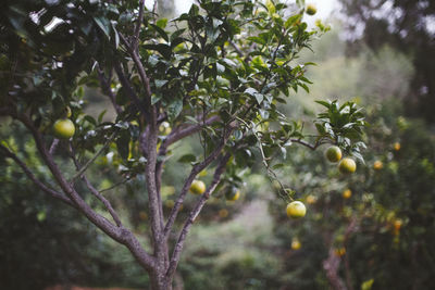 Close-up of fruits growing on tree