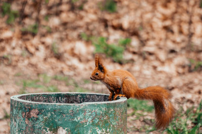 Close-up of squirrel on rock