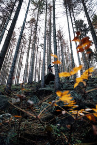 Low angle view of pine trees in forest during winter