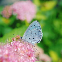 Close-up of butterfly pollinating on pink flower