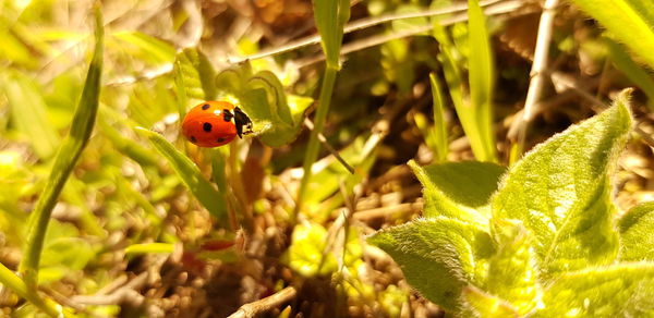 Close-up of ladybug on flower