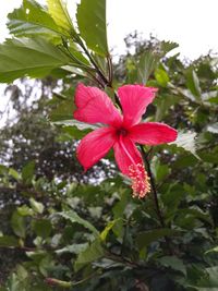 Close-up of pink flowers